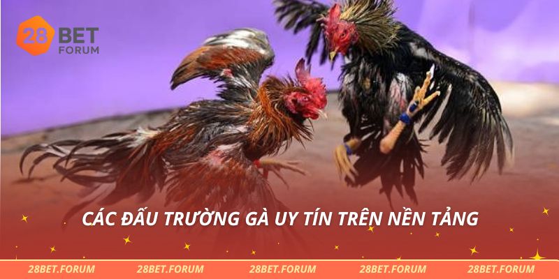 Các đấu trường gà uy tín trên nền tảng
