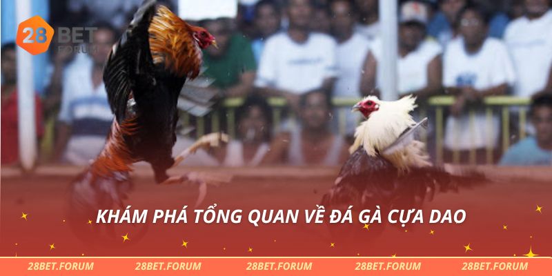 Khám phá tổng quan về đá gà cựa dao