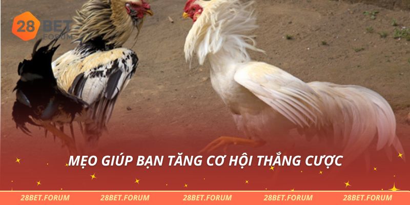 Mẹo giúp bạn tăng cơ hội thắng cược