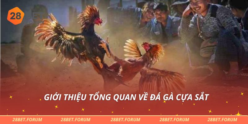 Đá Gà Cựa Sắt - Bí Quyết Cược Và Chiến Thắng Dễ Dàng Nhất 2 Giới thiệu tổng quan về đá gà cựa sắt