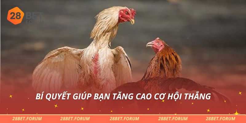 Đá Gà Cựa Sắt - Bí Quyết Cược Và Chiến Thắng Dễ Dàng Nhất 4 Bí quyết giúp bạn tăng cao cơ hội thắng