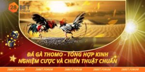 Đá Gà Thomo - Tổng Hợp Kinh Nghiệm Cược Và Chiến Thuật Chuẩn