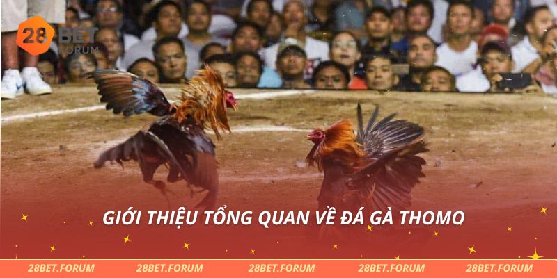 Giới thiệu tổng quan về đá gà Thomo