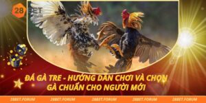 Đá Gà Tre - Hướng Dẫn Chơi Và Chọn Gà Chuẩn Cho Người Mới