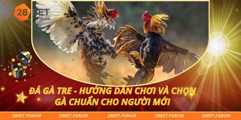 Đá Gà Tre - Hướng Dẫn Chơi Và Chọn Gà Chuẩn Cho Người Mới