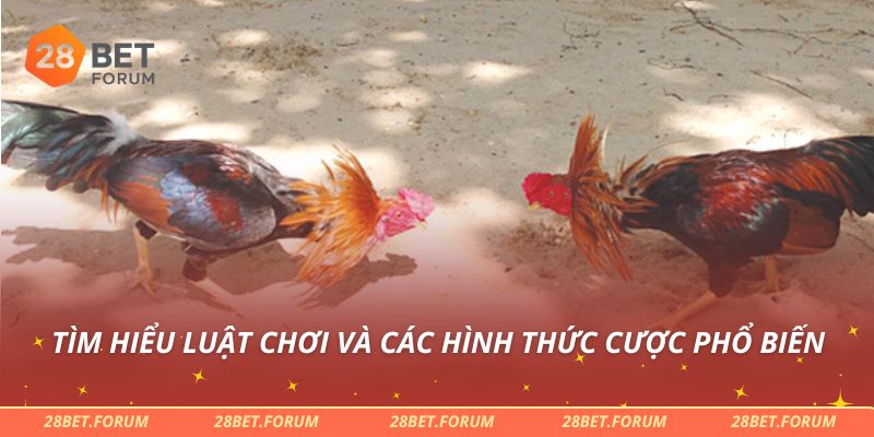 Tìm hiểu luật chơi và các hình thức cược phổ biến