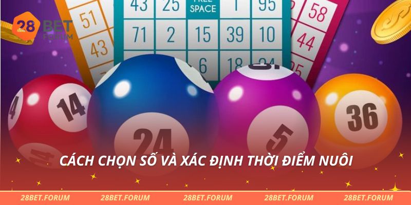 Cách chọn số và xác định thời điểm nuôi